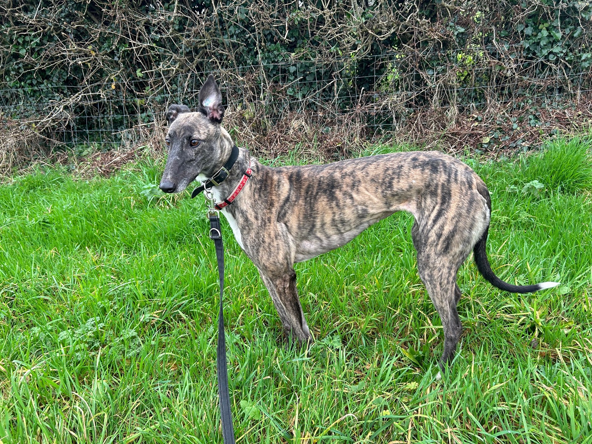 Greyhound Trust Shropshire & Borders Lady - RESERVED.