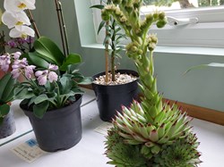 Bucklebury and Marlston Horticultural Society Summer Show Report and Awards 2025