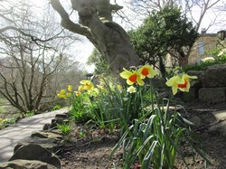 2021 - Daffodils below the Art Gallery