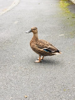 Lovely weather for Ducks!!