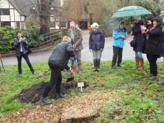 Shropshire Council Leader Lezley Picton assisting in the planting