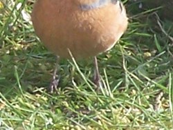 Chaffinch