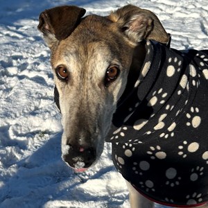 Greyhound Trust Shropshire & Borders James