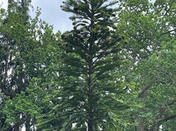 Bucklebury History Group The Dell - Carbinswood Lane