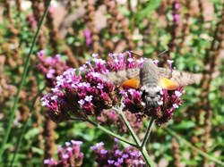 Hummingbird Hawkmoth