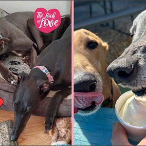 Greyhound Trust Shropshire & Borders 2026 Calendar for sale!