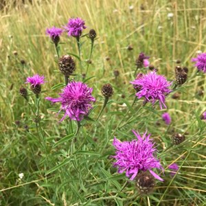 Sustainable Bourne Valley Hirst Meadow
