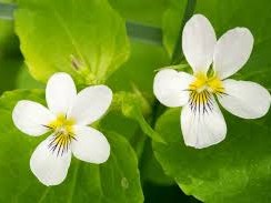 Sambourne Parish Council Wildlife sightings in Sambourne Parish