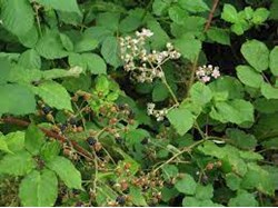 Sustainable Bourne Valley Blackberry Patch