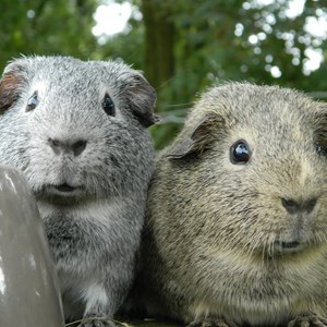Frosty & Forest Guinea Pigs