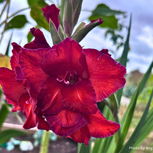 flower photo