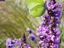 Brimstone