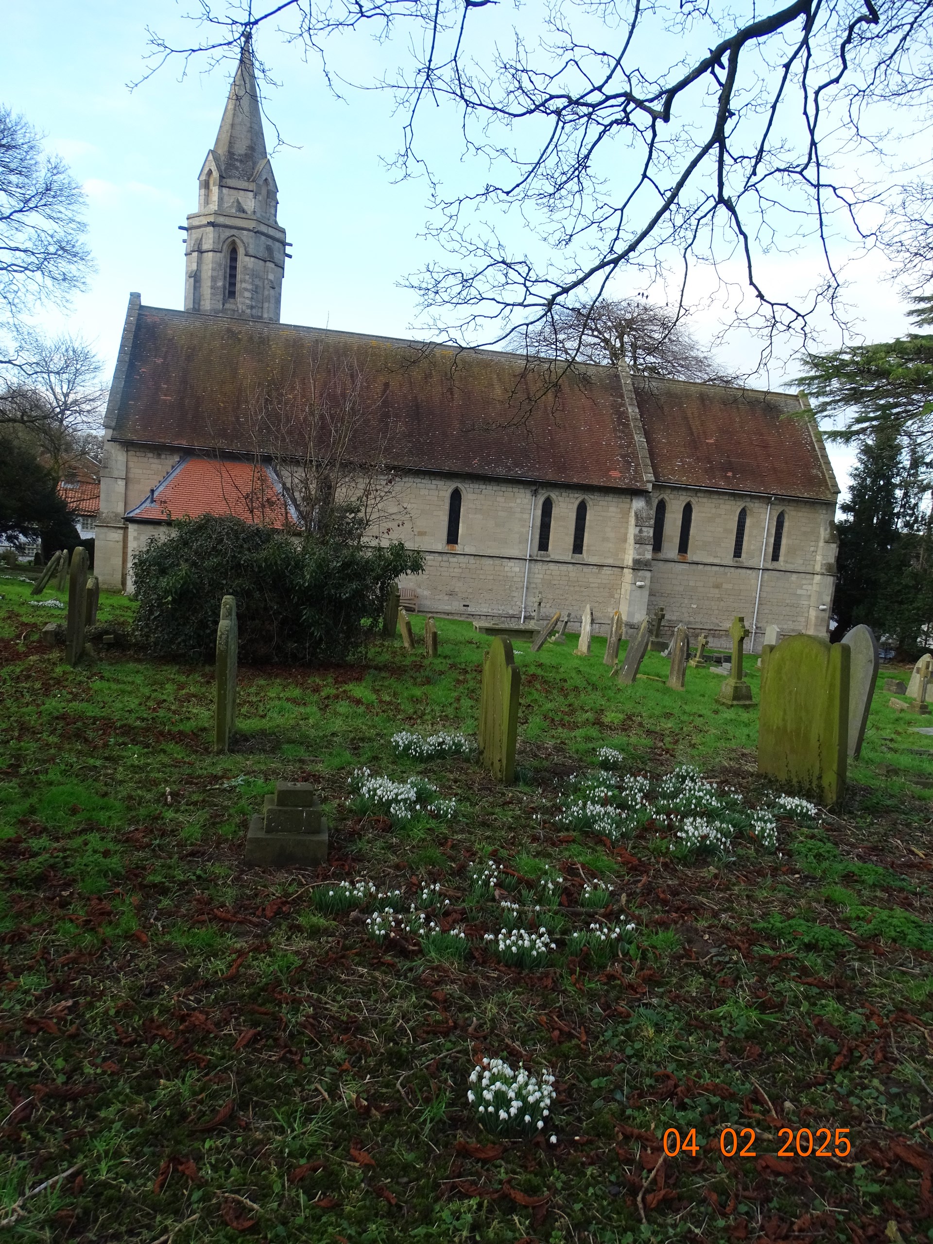 snowdrops in churchyard