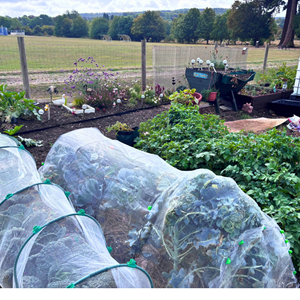 Allotment 32