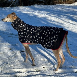 Greyhound Trust Shropshire & Borders James