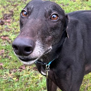 Greyhound Trust Shropshire & Borders Puma