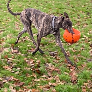 Greyhound Trust Shropshire & Borders Frankie