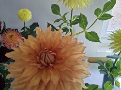 Bucklebury and Marlston Horticultural Society Autumn Show Report 2026