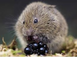 Sambourne Parish Council Wildlife sightings in Sambourne Parish