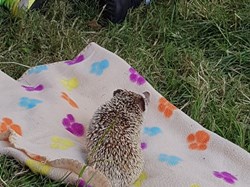 Hedgehog at Play Scheme