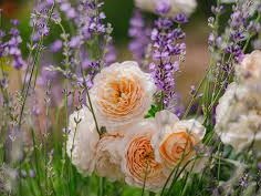 Droxford Village Community Summer Show 2025