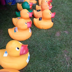 Louth & District Lions Duck Race