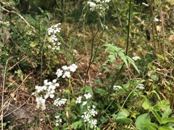 Sustainable Bourne Valley Lush Meadow