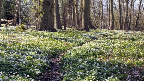 Wrabness Parish Council Nature Reserves