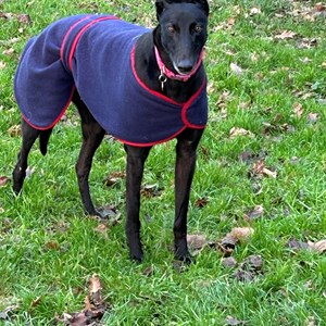 Greyhound Trust Shropshire & Borders Flash