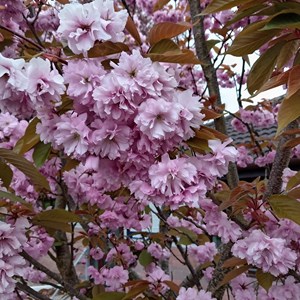 01. Cherry Blossom