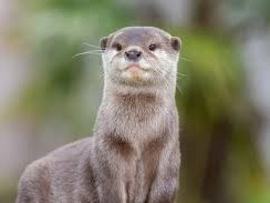 Sambourne Parish Council Wildlife sightings in Sambourne Parish