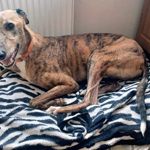 Tommy - currently with South West Wales Branch.