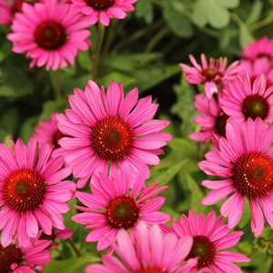 Echinacea purpurea 'Rubinglow'