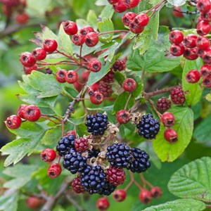 Blackberries and Hawthorn Berries