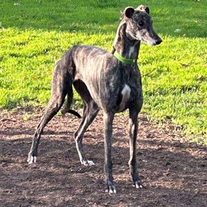 Greyhound Trust Shropshire & Borders Boo