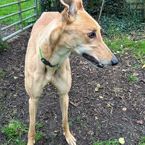 Greyhound Trust Shropshire & Borders Bailey