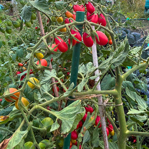 Aston Clinton Parish Council Allotments