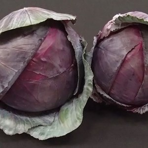 Mannings Heath & District Horticultural Society Summer Show 2025