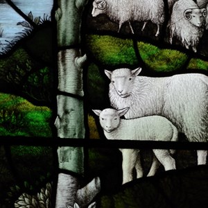 Detail of sheep