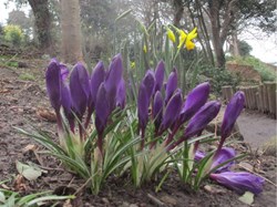 Early crocus and daffodils February 2022
