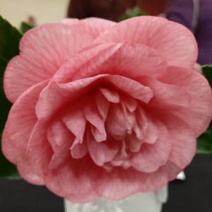 Mannings Heath & District Horticultural Society Photo Gallery