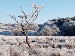 Chollerton Parish Council Home
