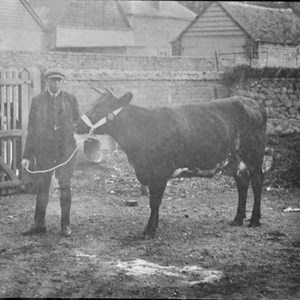 East Farm.  Farm worker, Dick Ewers, showing off prize winning shorthorn c 1912
