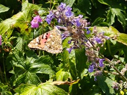 A Painted Lady