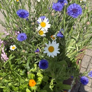 Town planters blooming