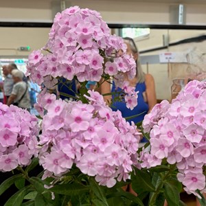 Mannings Heath & District Horticultural Society Photo Gallery