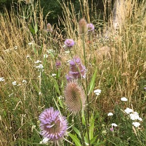 Sustainable Bourne Valley Hirst Meadow