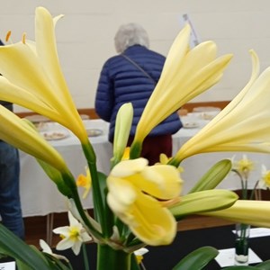 Mannings Heath & District Horticultural Society Photo Gallery