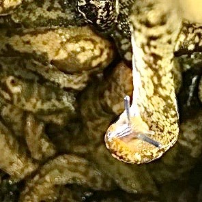slugs in nesting boxes!