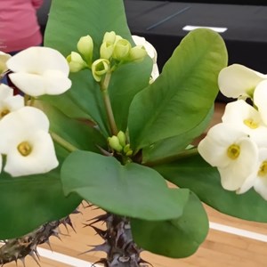 Mannings Heath & District Horticultural Society Photo Gallery